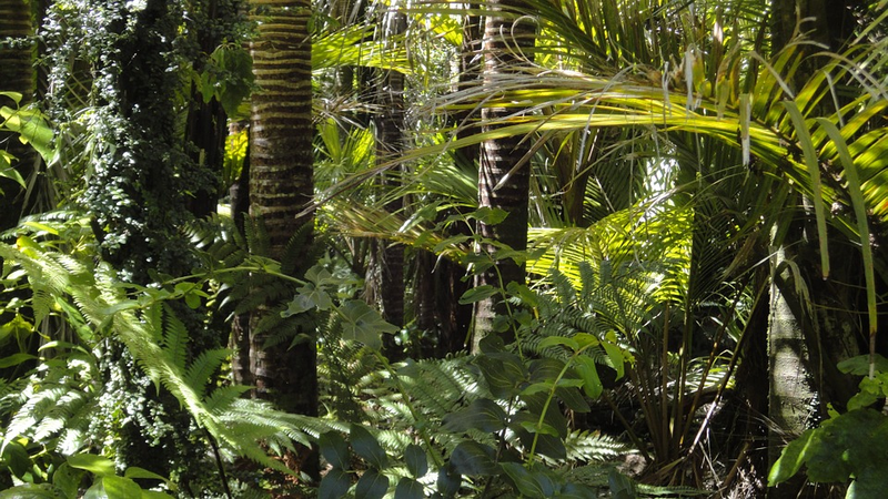 Illustration for article titled Esta región del Amazonas albergó una compleja civilización perdida de la que no se sabía nada hasta ahora